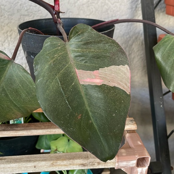 Philodendron Pink Princess Plant - Picture 4 of 9